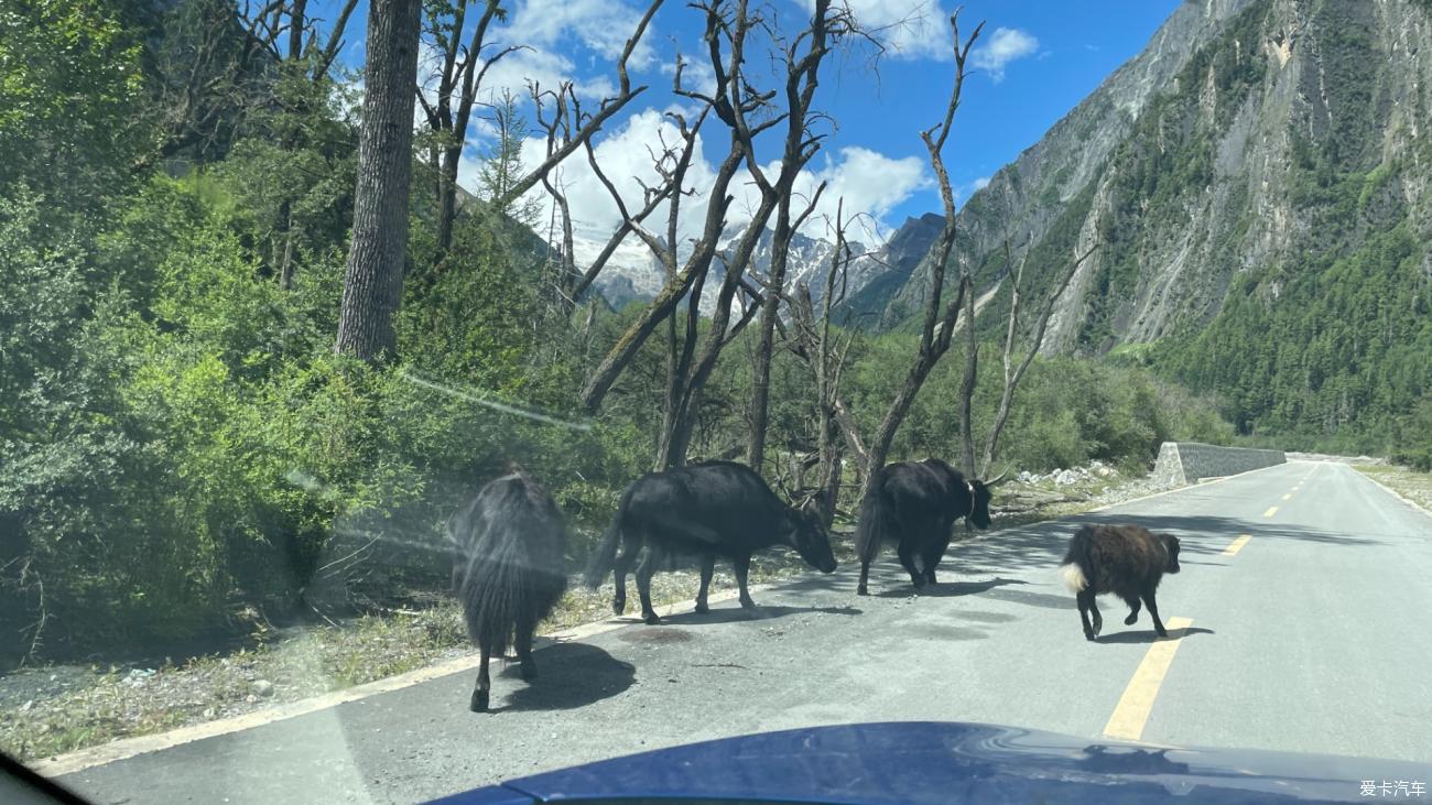 Driving in Tibet with my daughter Day 8: Ranwu Lake to Linzhi, Encountering the mysterious glacier