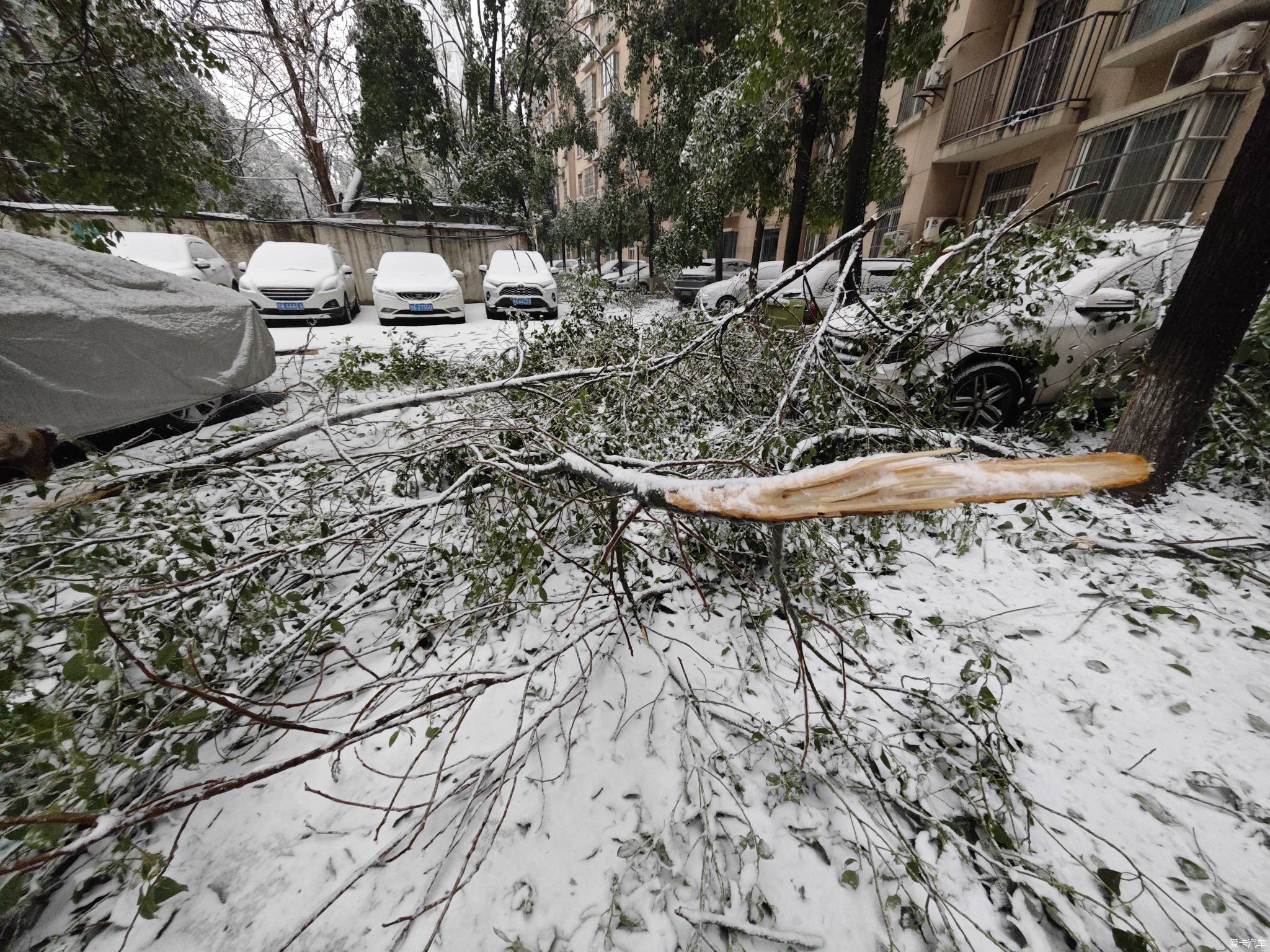 得州雪灾图片