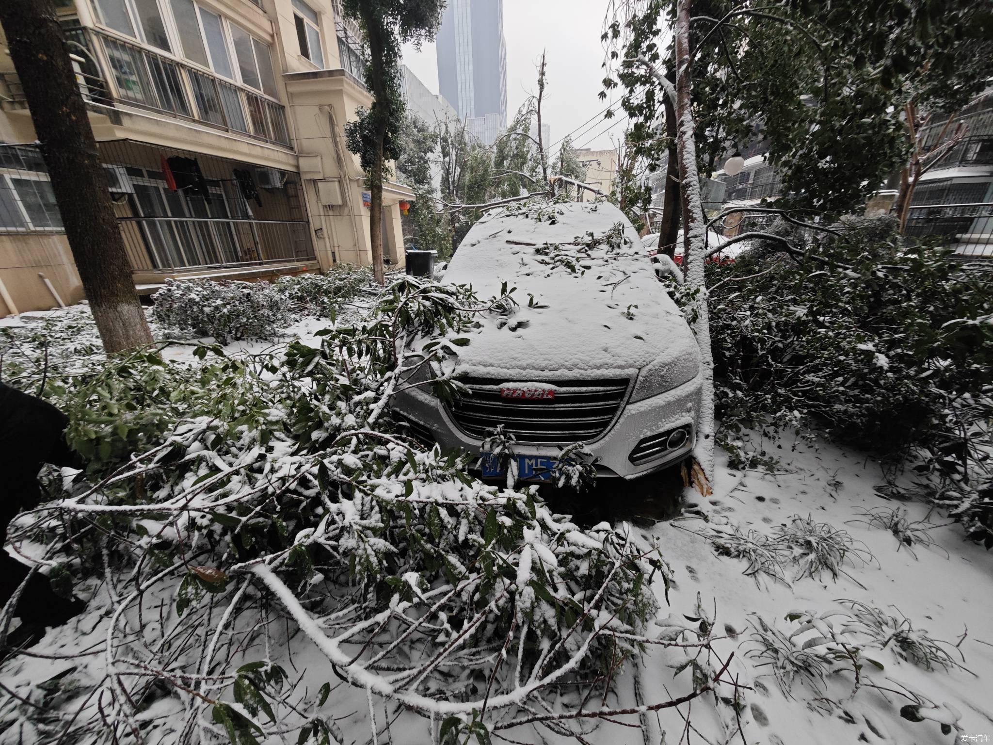 得州雪灾图片