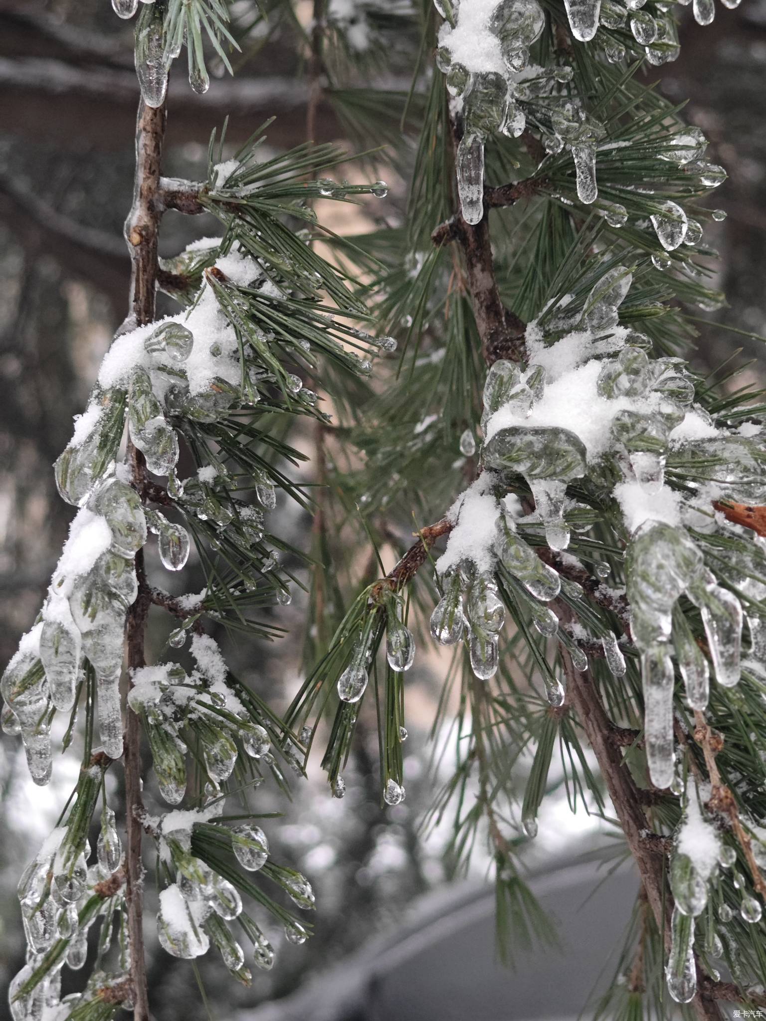 得州雪灾图片