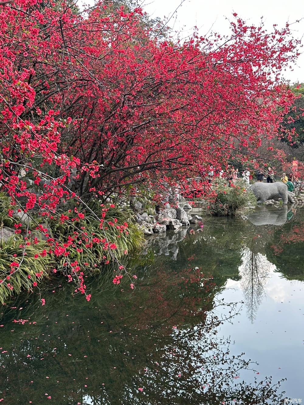 棠湖公园景点图片