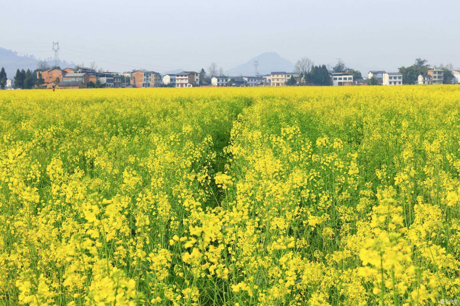 广东省内油菜花景点图片