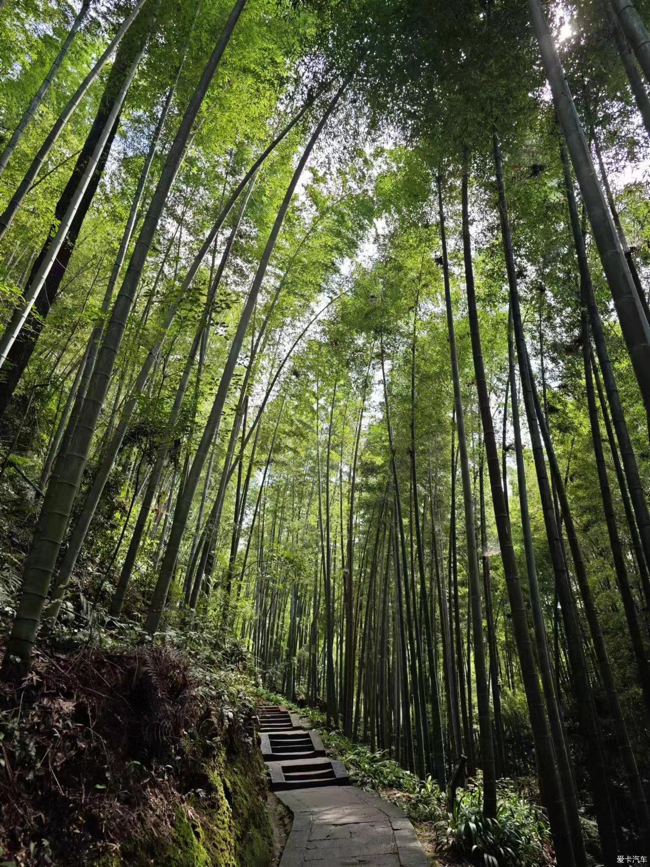 蜀南竹海照片 全景图图片