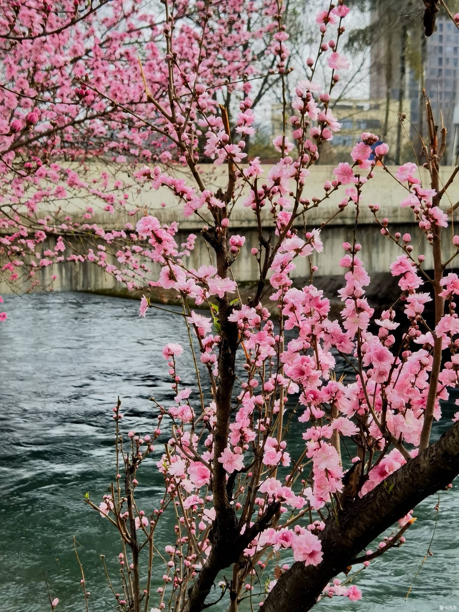 桃花资料风景图片