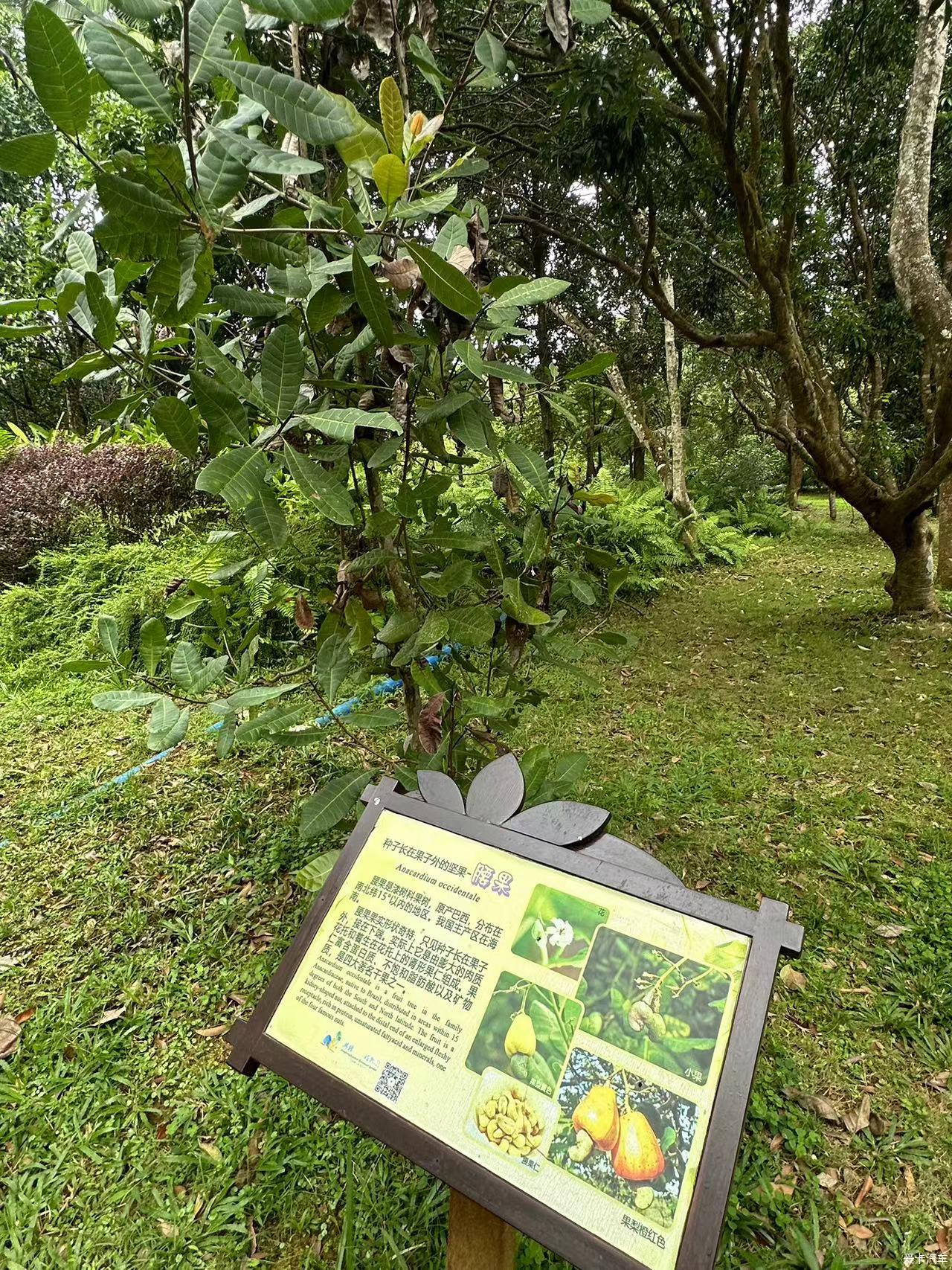 南街村热带植物园门票图片