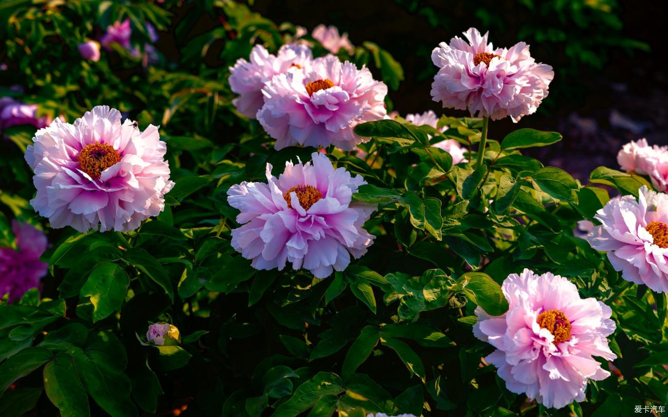 菏泽曹州百花园门票图片