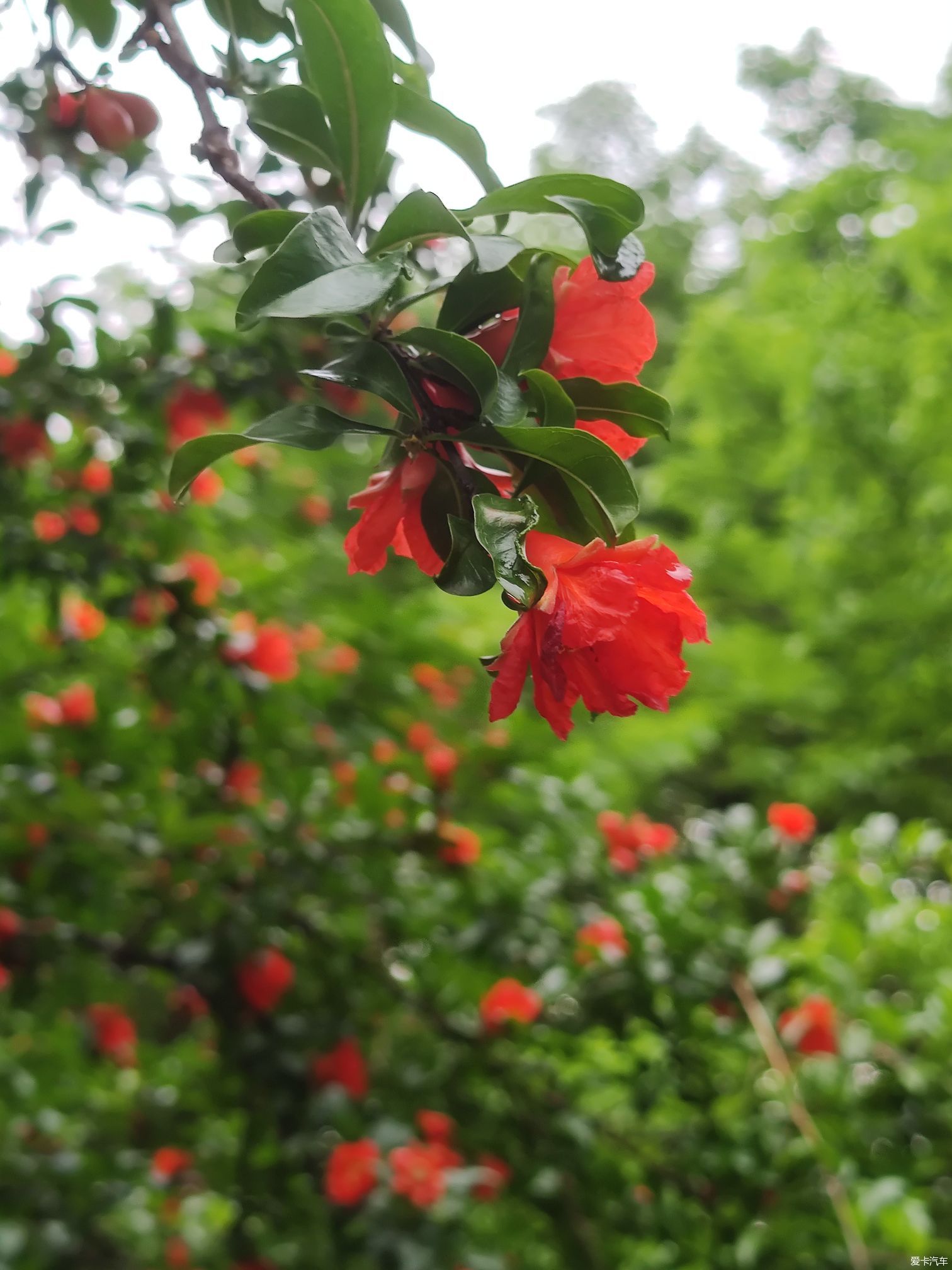 咏石榴花