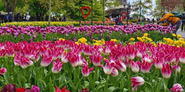【春与夏之记】（欧洲八国行46）荷兰库肯霍夫公园—郁金香公园