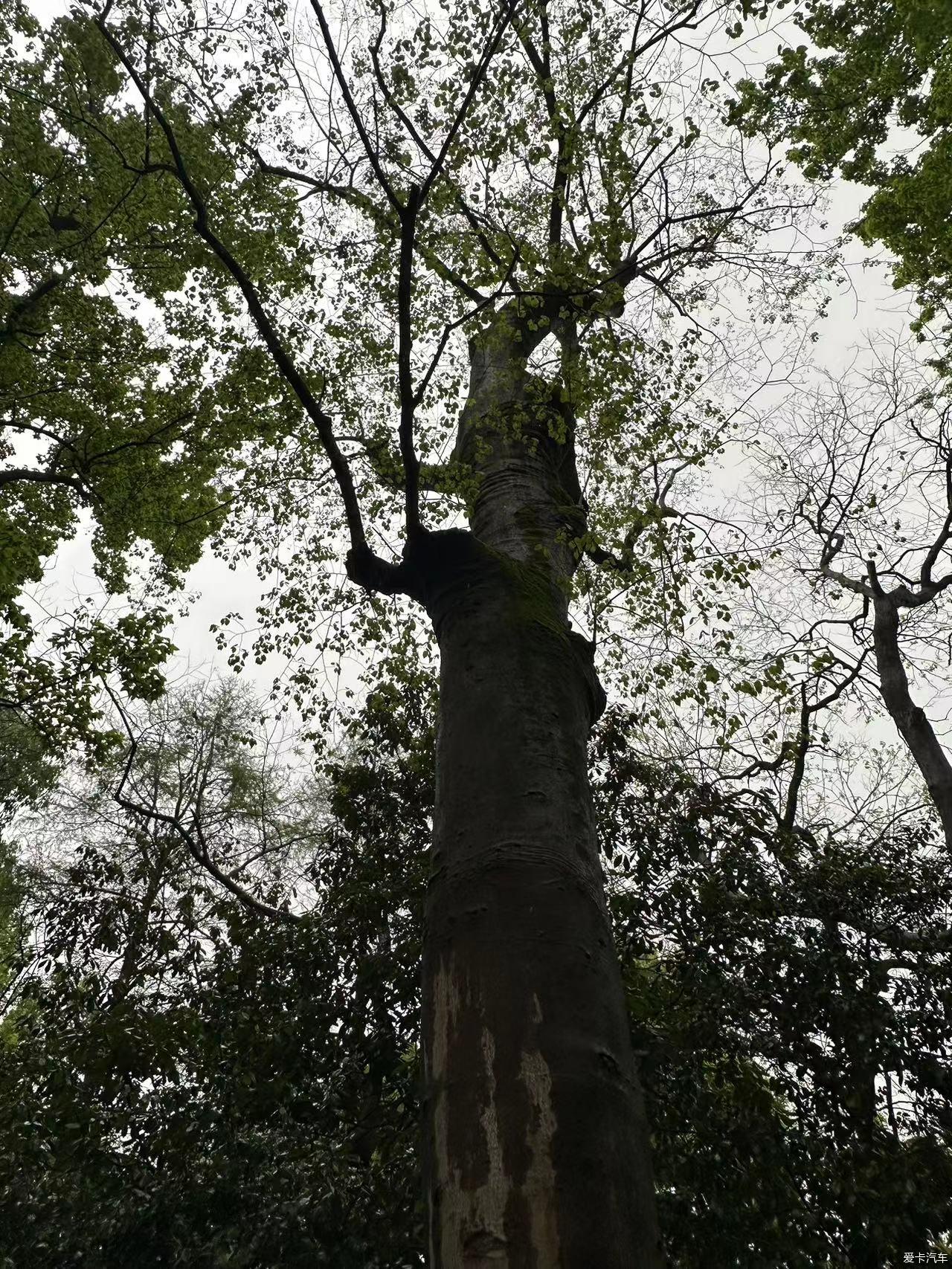 Hangzhou Lingyin Temple