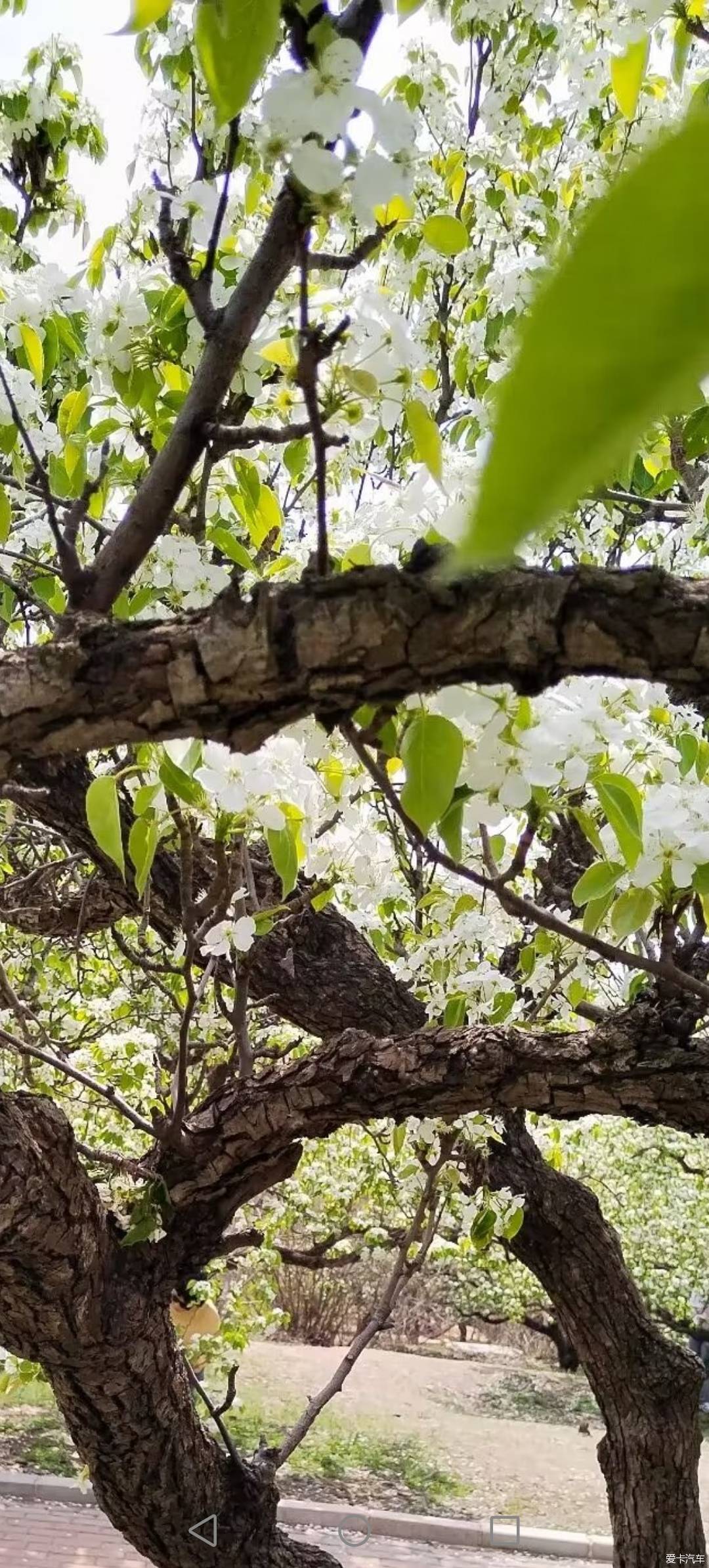 梨花什么时候开花图片