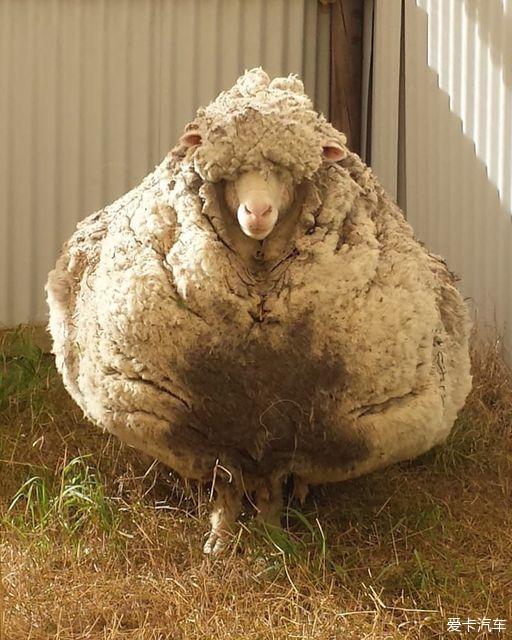  shrek是一只澳大利亚美利奴绵羊