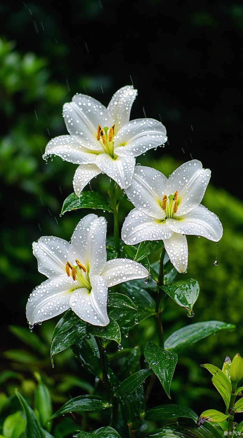 最漂亮一束百合花图片图片