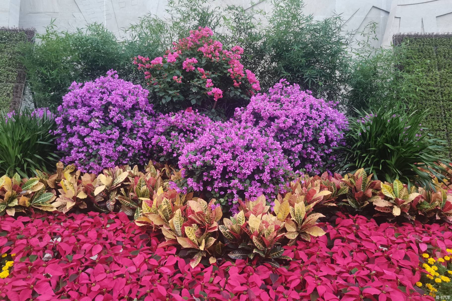 百花齐放百家争鸣