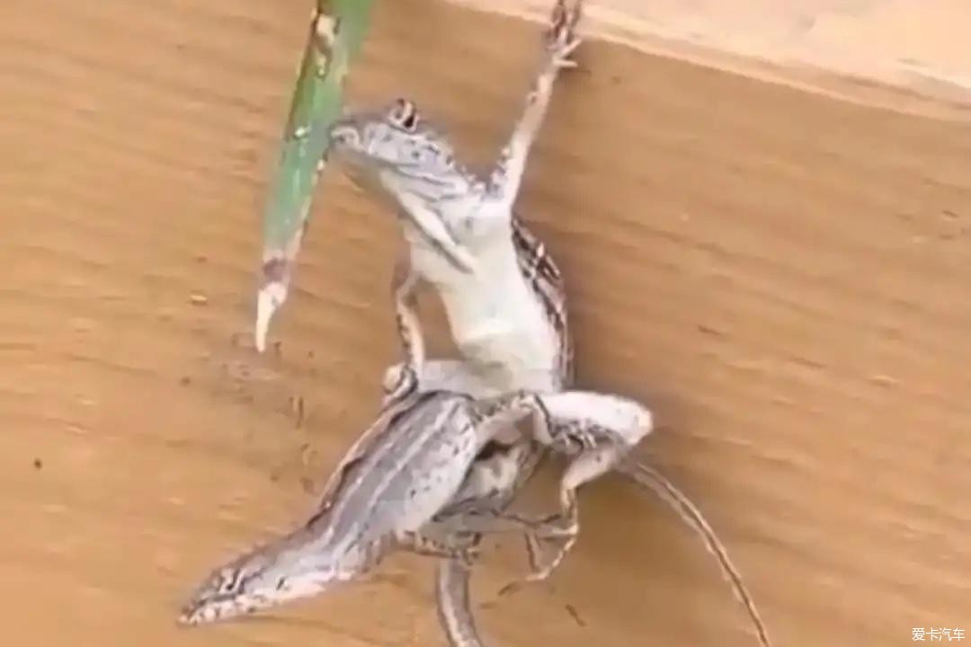 命运共同体