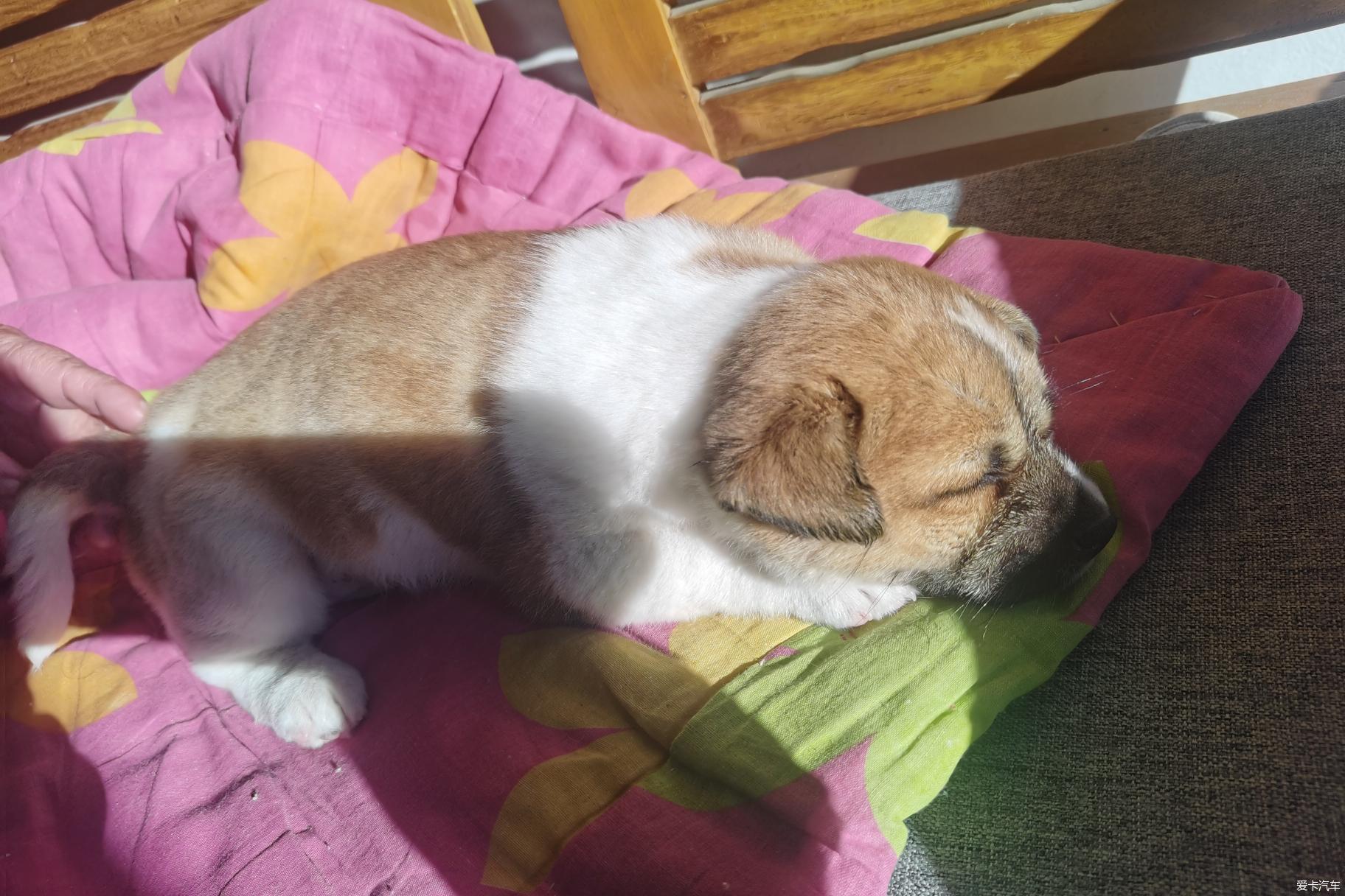 贪睡的小可爱