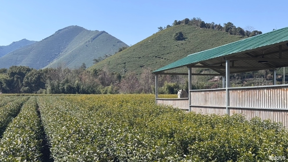 春节后错峰安吉之行。蛮冷的。