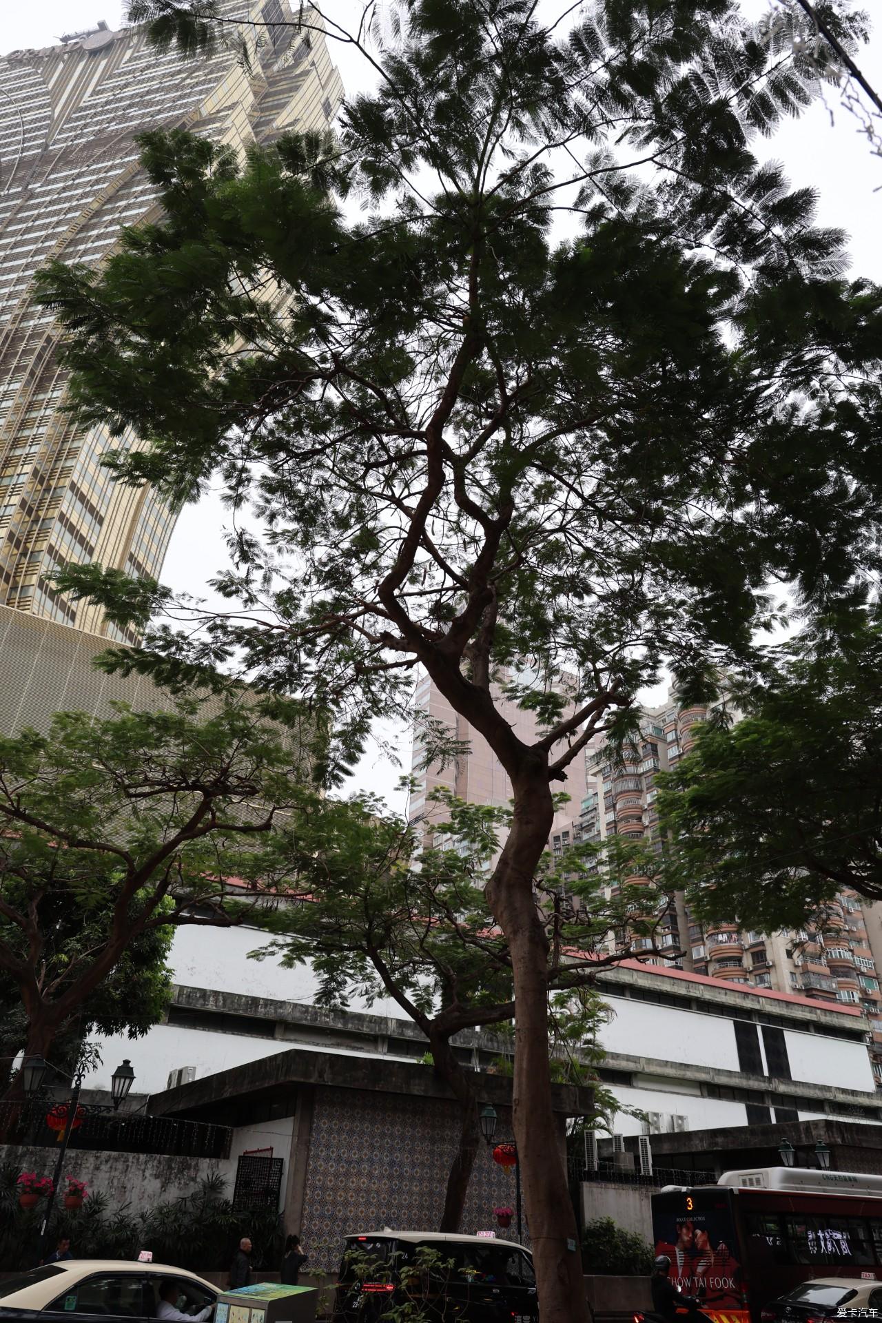 2025春节港珠澳7日记录