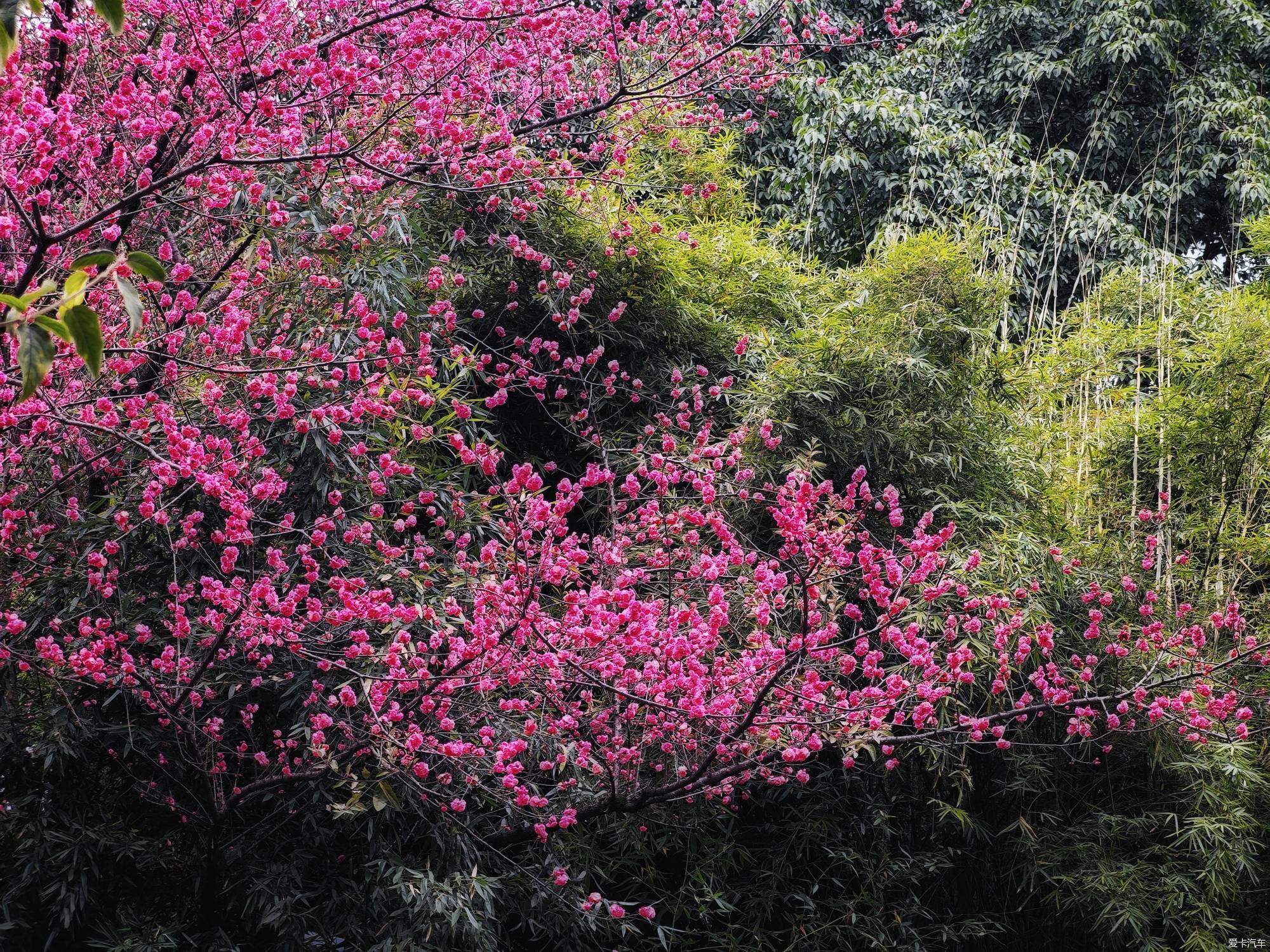 百花潭公园，过去的成都动物园