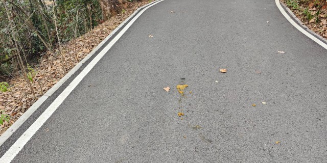养狗的素质堪忧