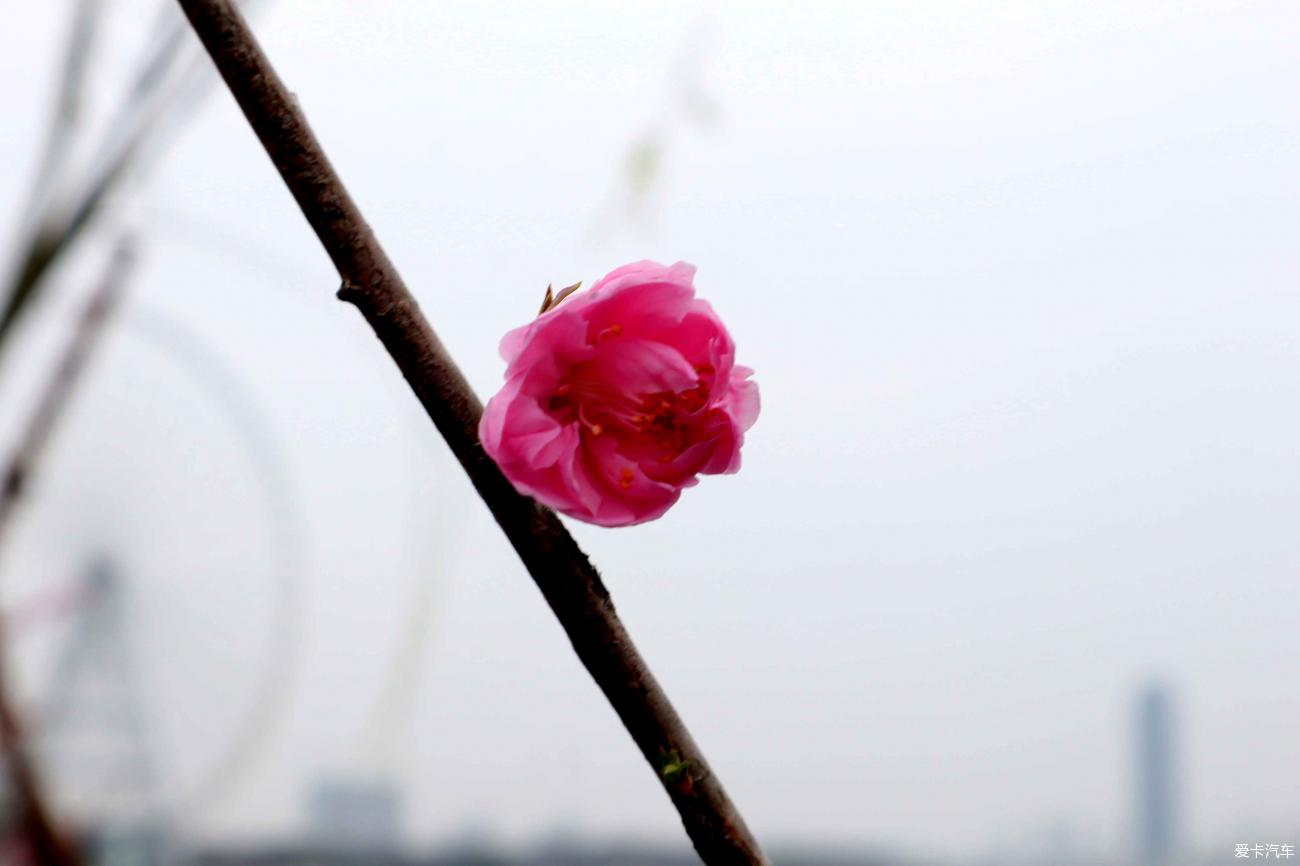 蠡园的桃花盛开