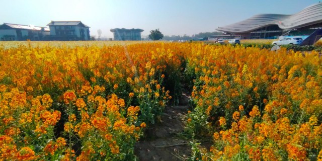 成都郫都区蝴蝶村第3届田园菜花节一赏油菜花。