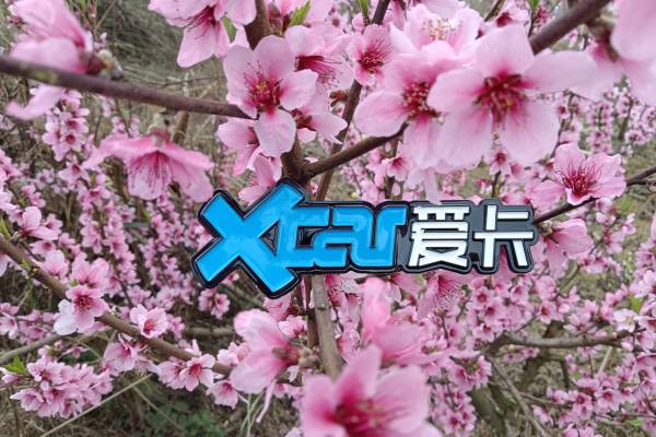 爱卡  爱卡  桃花  桃花