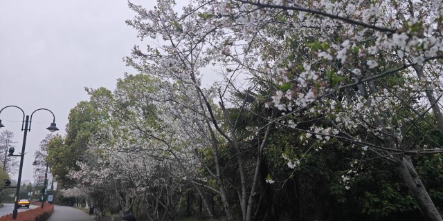 武汉已经满城樱花大道