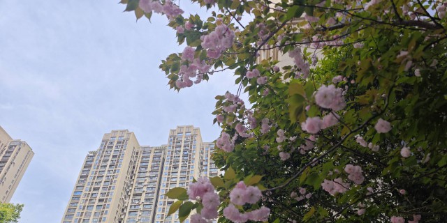 高下立判