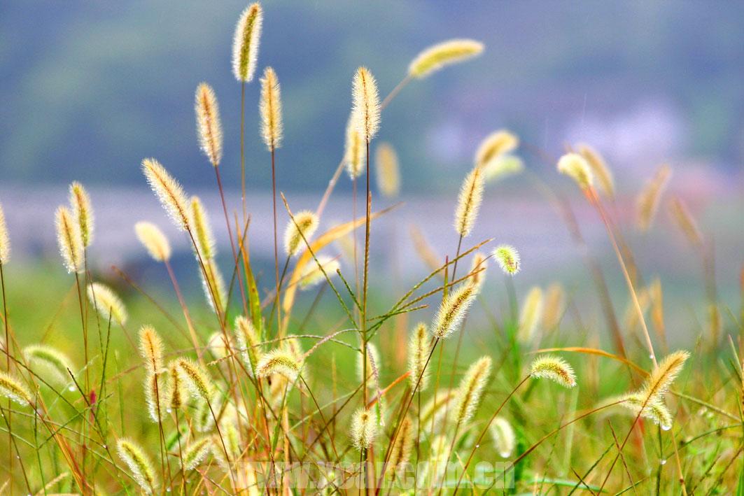 h:雨後的狗尾巴草,想起童年的diy遊戲~~~… 查看本樓