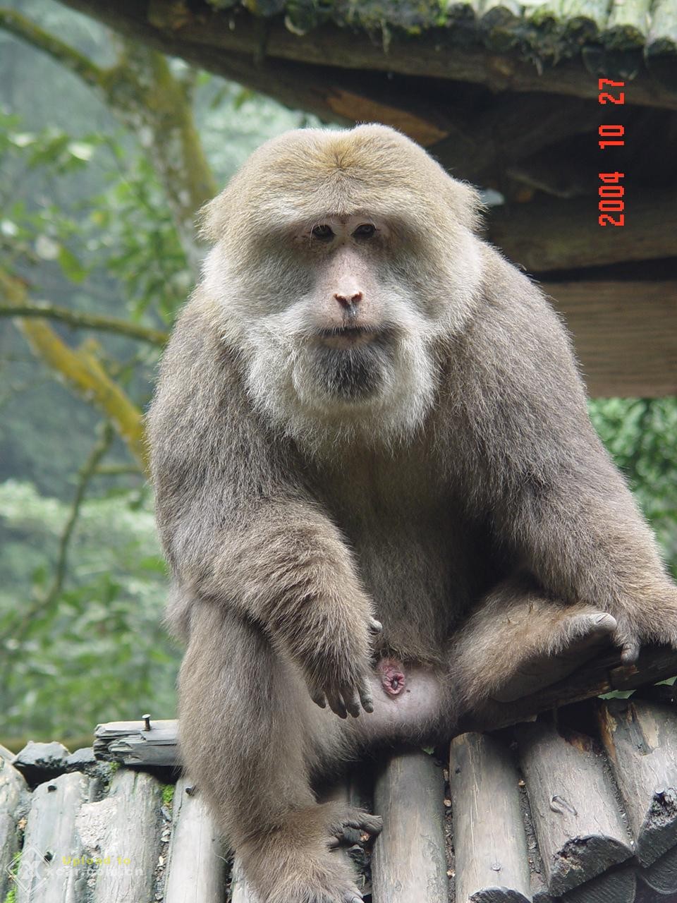 我拍的峨眉山的猴子