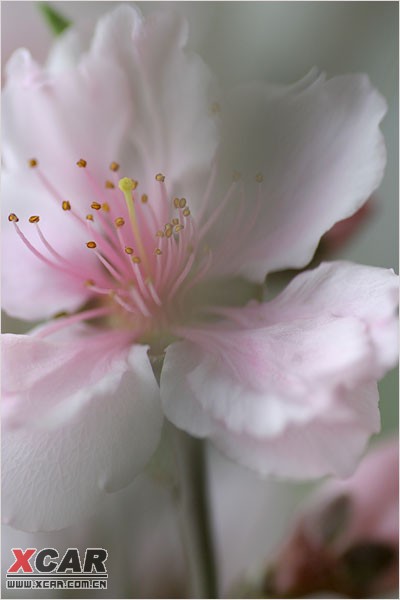 【精华】黑白桃花_花冠论坛_爱卡汽车