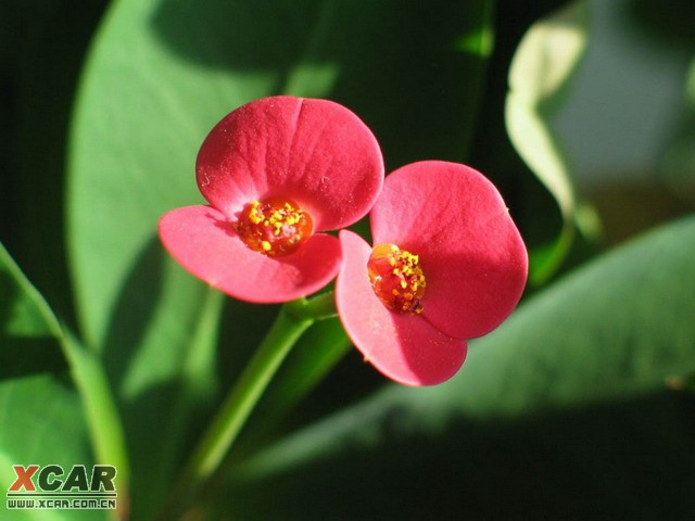 頗似秋海棠的花朵,豔麗非常;苞片有紅,白,橙黃等,但並非真正的花瓣