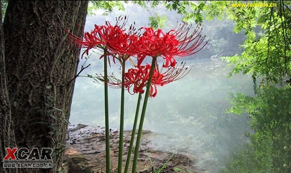 曼珠沙華--彼岸花.