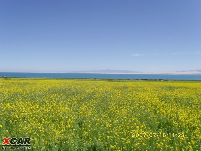 深蓝色油菜花墙纸图片