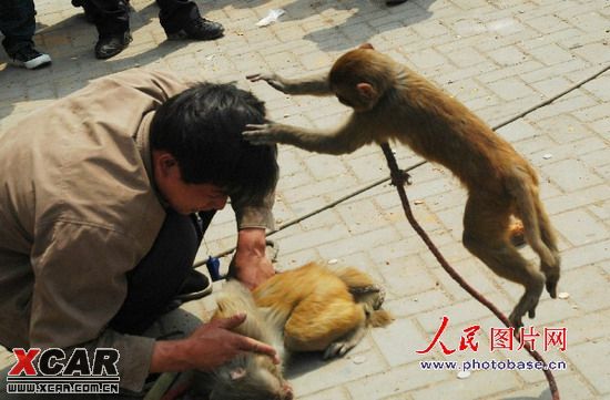 街头惊魂一幕:猴子挥菜刀 砍向耍猴人