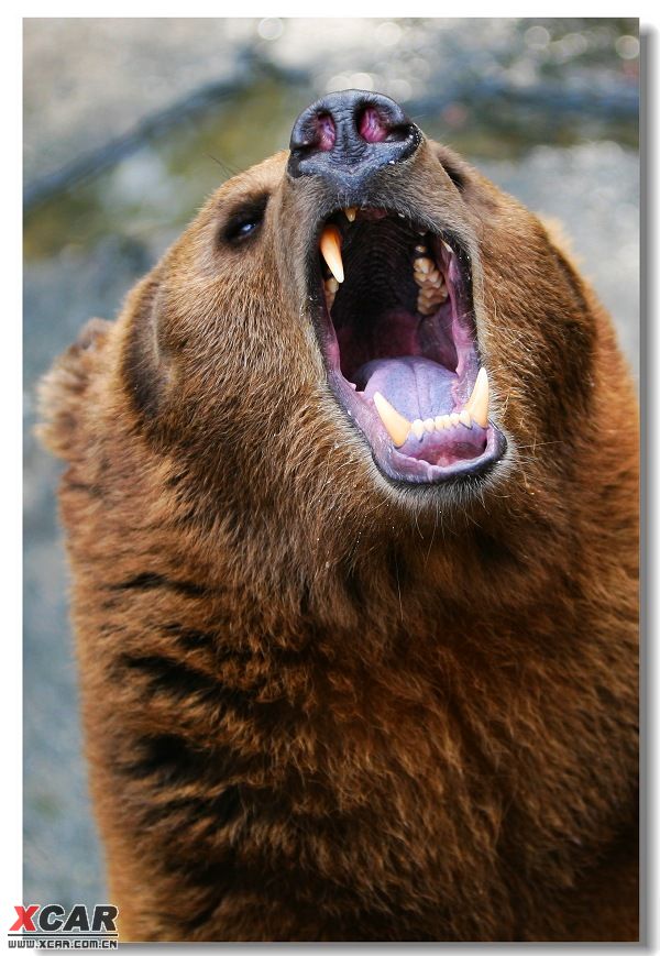 咆哮熊表情包图片