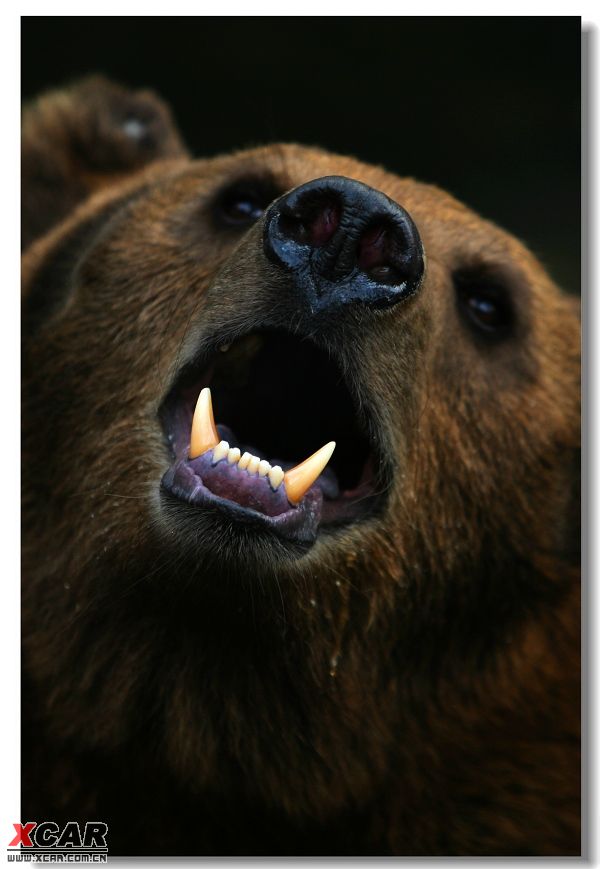 大熊咆哮表情包图片图片