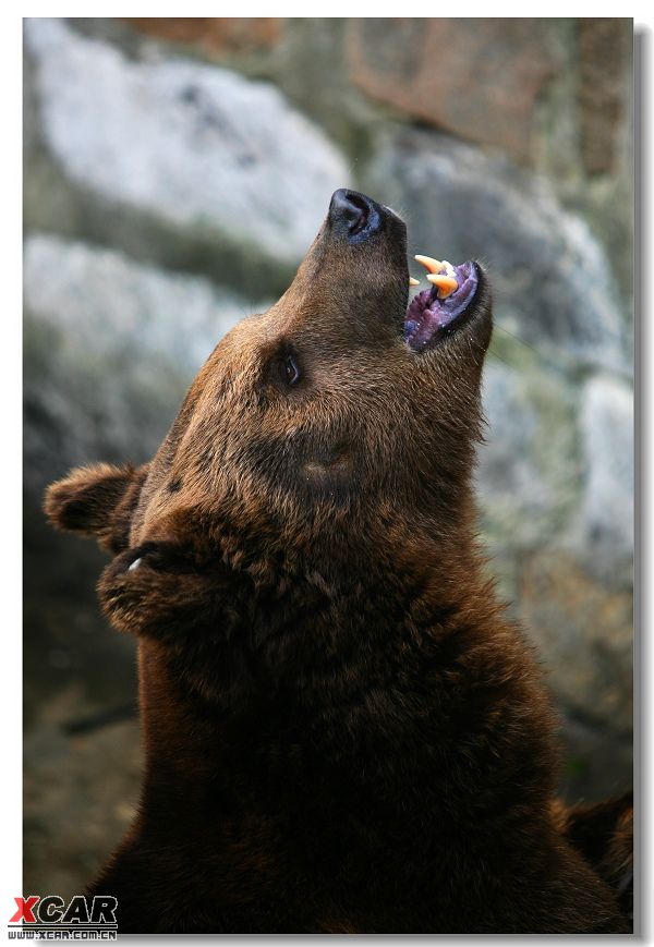 站立的熊怒吼图片