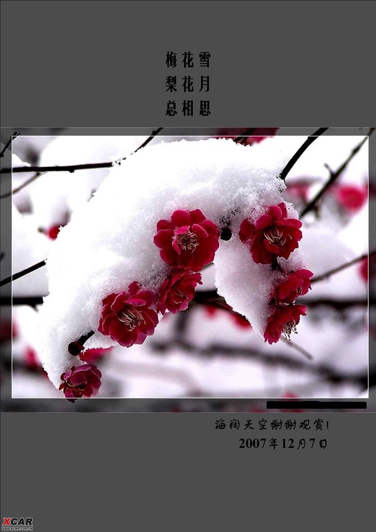 梅花雪