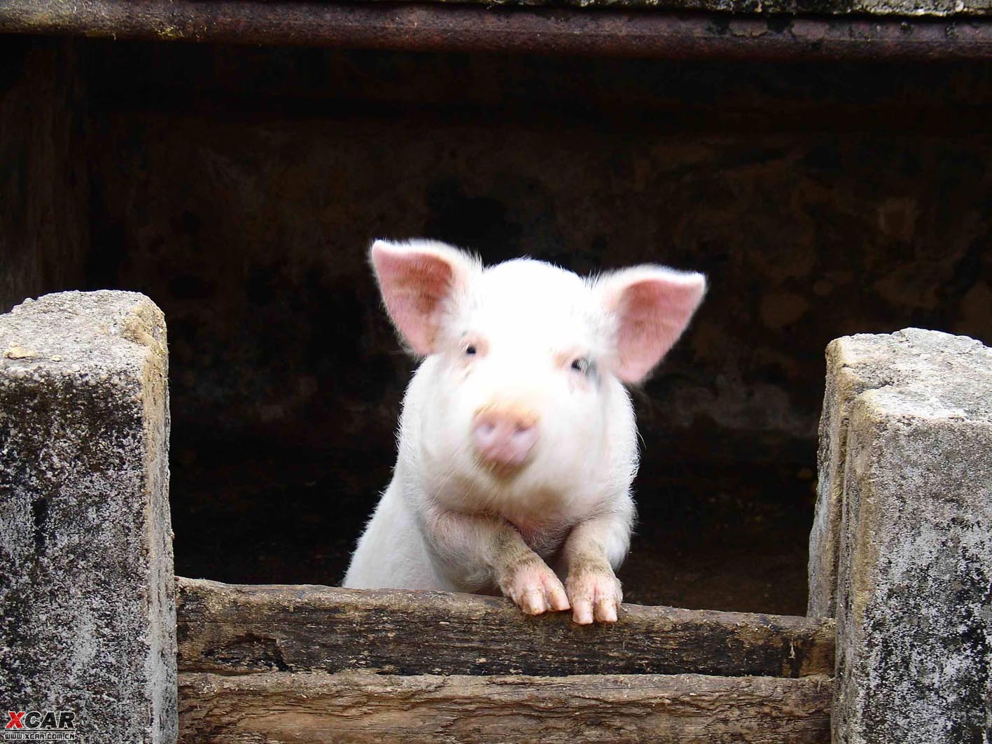 农家猪圈里一只给大家拜年的可爱小猪