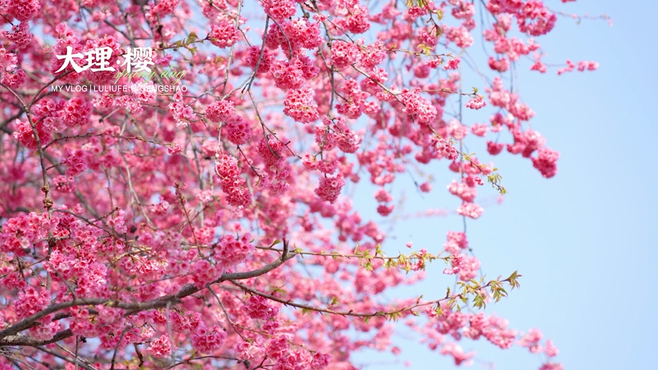 55秒沉浸式赏樱花🌸｜大理大学的樱花好美