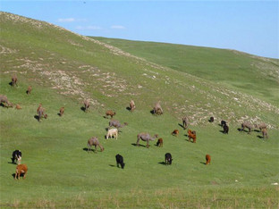 Լݾеţ